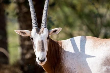 DUBAI SAFARI PARK ZOO MIT GRUPPENTRANSFER