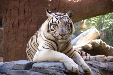 TICKET FÜR DEN ZOO IN ABU DHABI (EMIRATES ZOO)